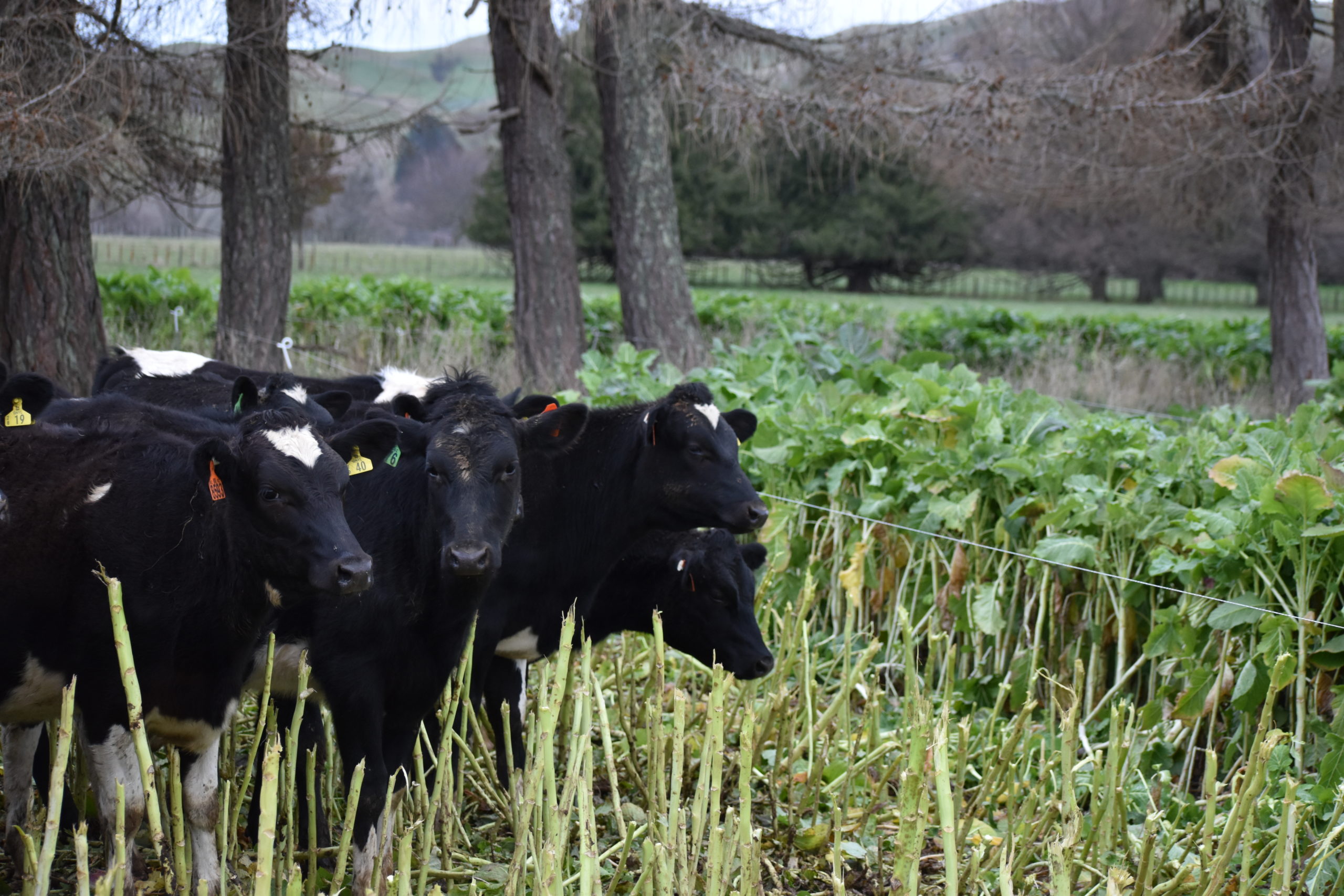 Heifers waiting for their next meal