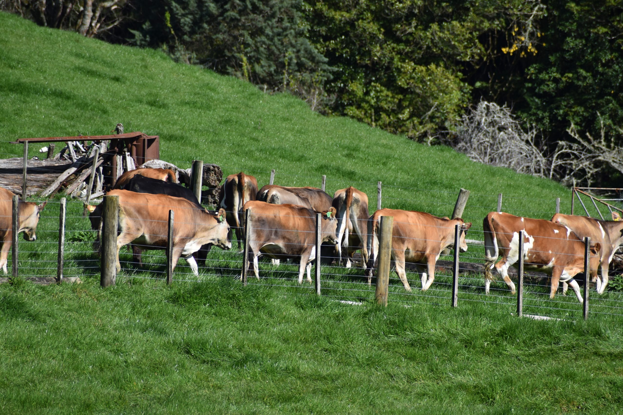 On the Farm