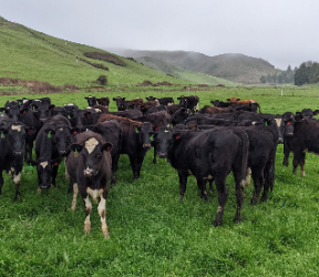 Is The Cost of Grazing Going Up?