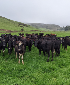 Is The Cost of Grazing Going Up?