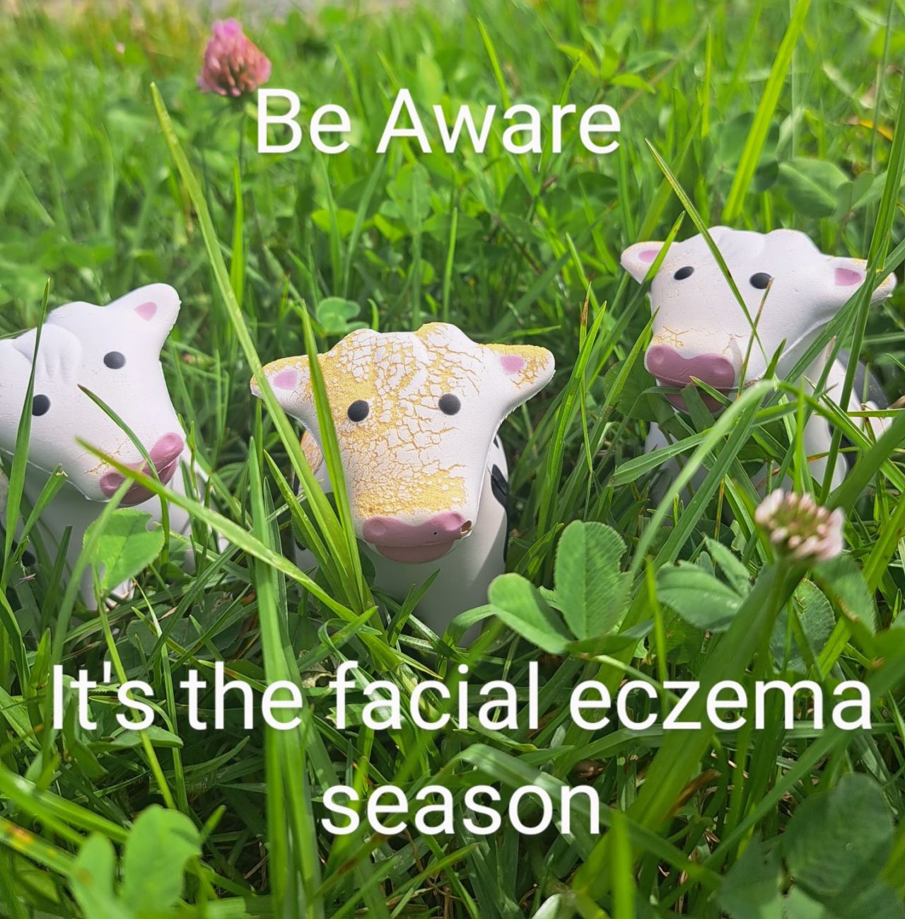 Facial Eczema in Cattle New Zealand Grazing