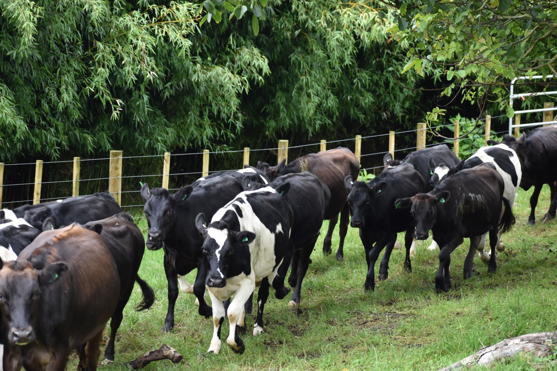 Cows to weigh - shade