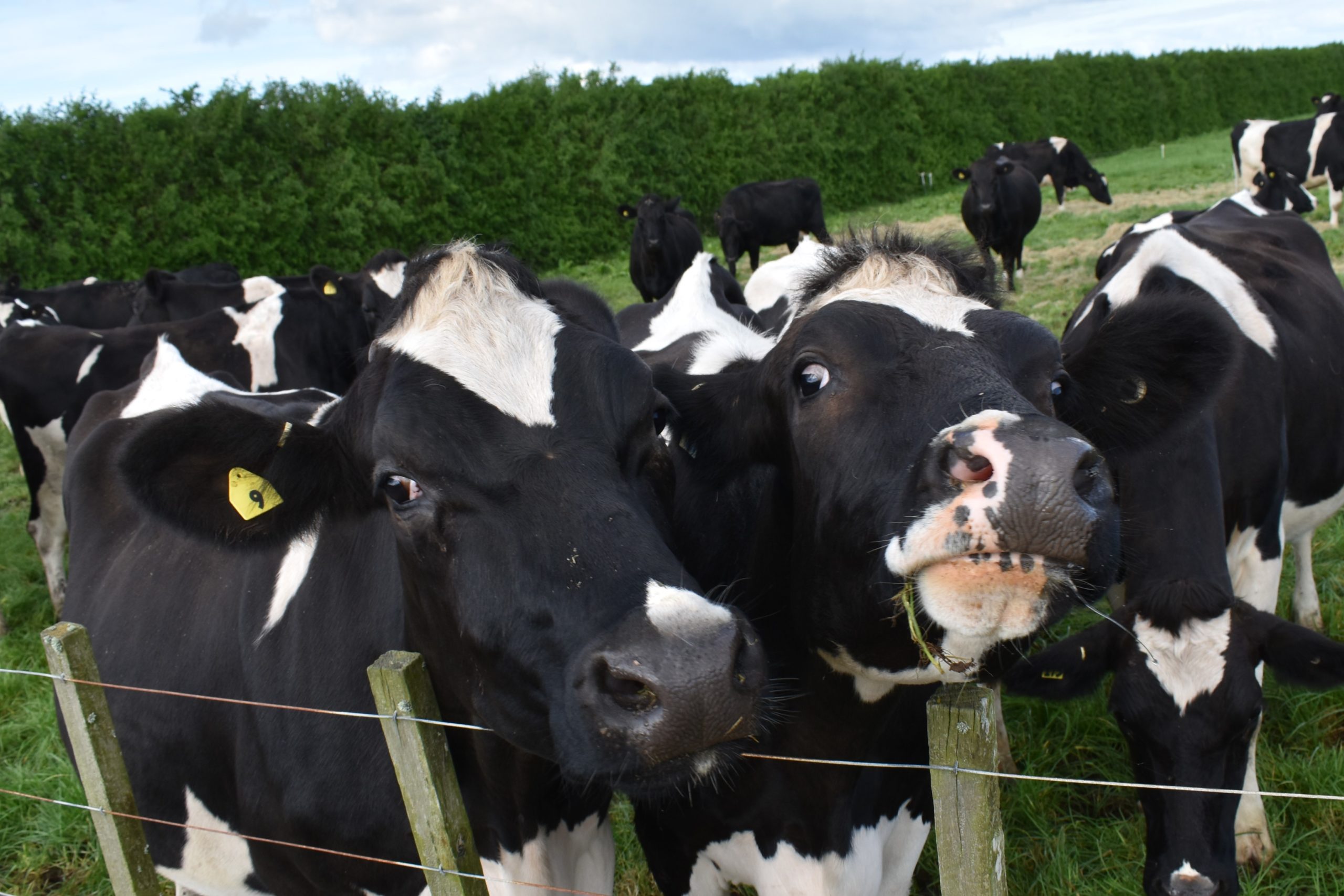 Nosey Cows