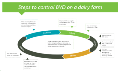 BVD – Bovine Viral Diarrhoea