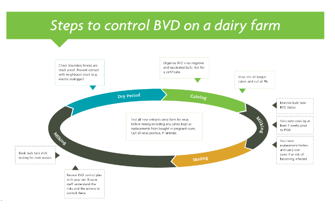 BVD – Bovine Viral Diarrhoea
