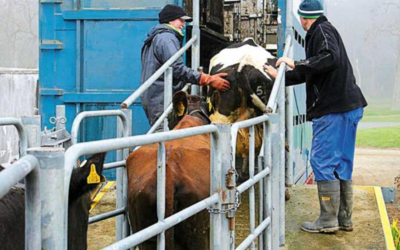 Preparing Stock for Transport