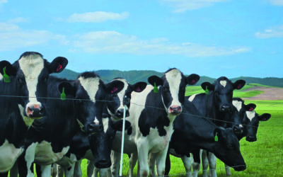 Spring Calving on a New Zealand Dairy Farm