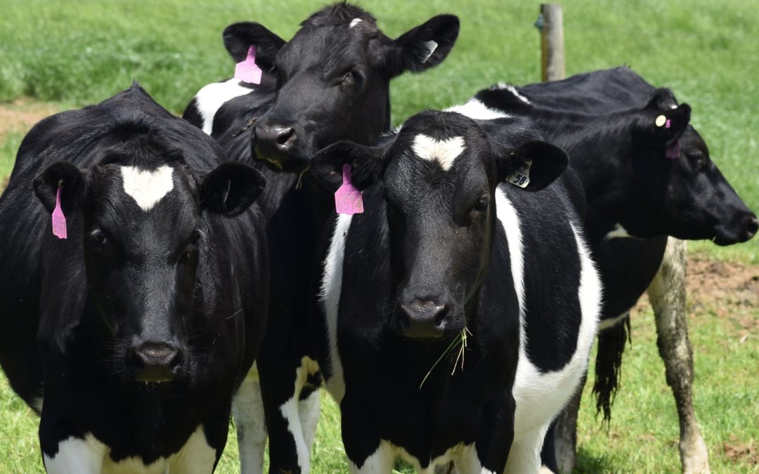 NAIT Checklist for Dairy Farmers – Spring Calving Edition