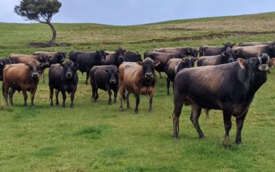🐂 Bulls, Bulls, Bulls: Why New Zealand Grazing Jersey Bulls Are the Smart Choice for Mating Season