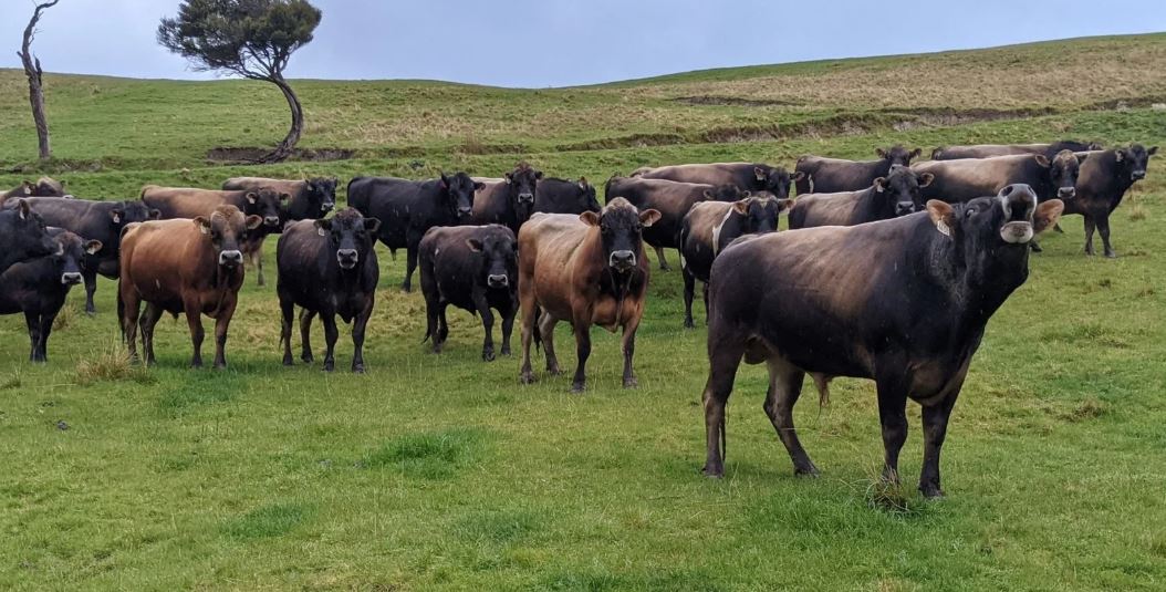 bulls