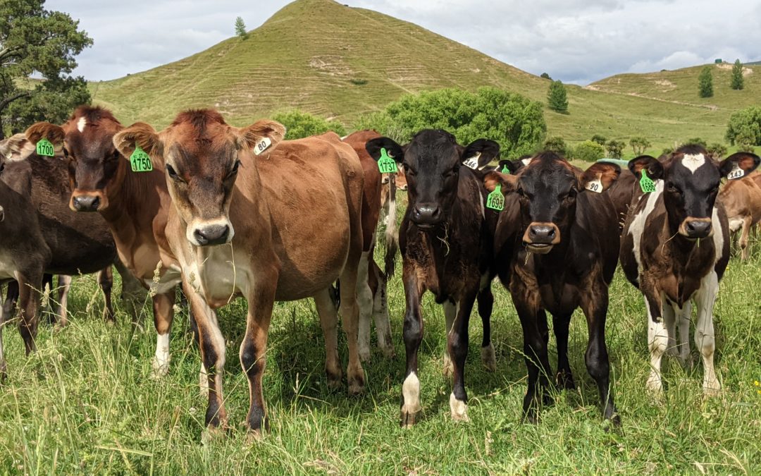 Transitioning Weaner Calves from the Dairy Farm to Grower Farm