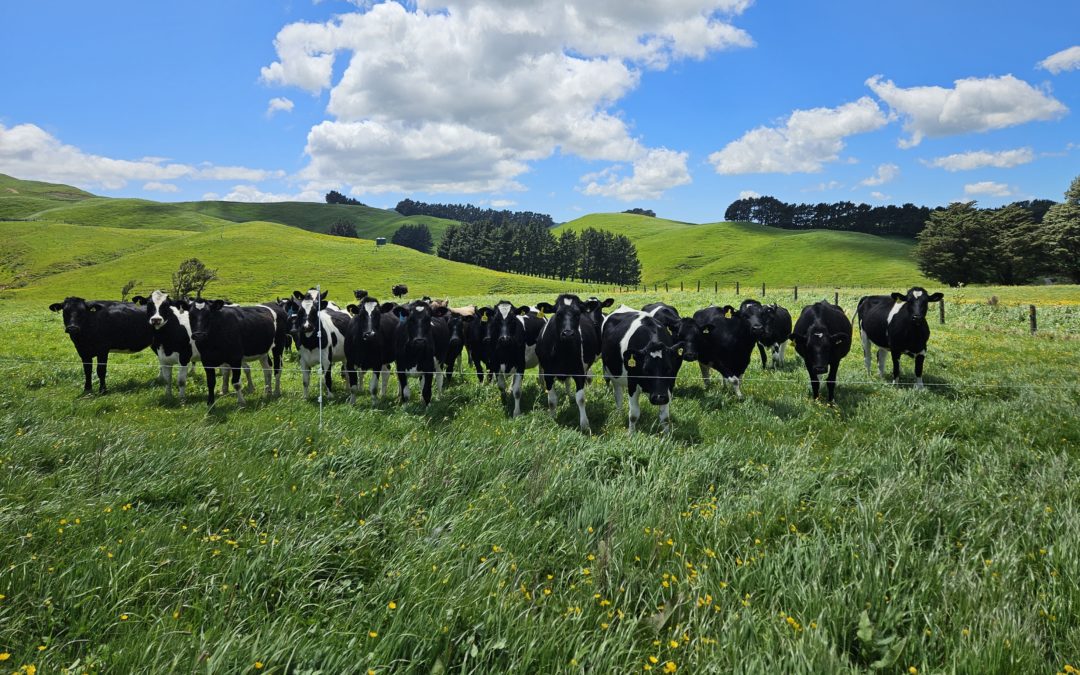Summer Grazing: Maximizing Spring Pasture and Planning Ahead