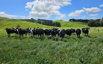Summer Grazing: Maximizing Spring Pasture and Planning Ahead