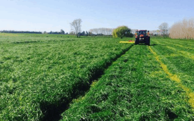 Strategic Spring Feed Planning for North Island Dairy Heifers