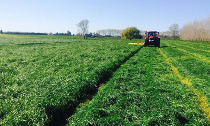 Strategic Spring Feed Planning for North Island Dairy Heifers