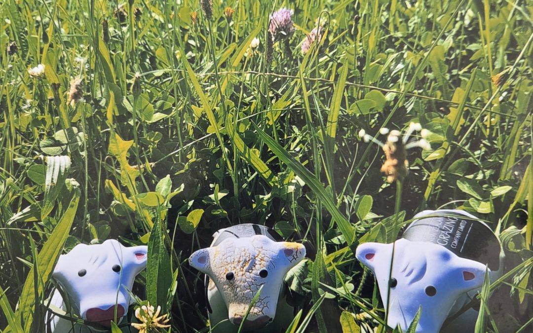 Protecting Your Future Herd: Understanding and Managing Facial Eczema in Dairy Heifers