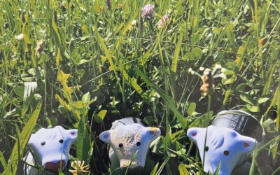 Protecting Your Future Herd: Understanding and Managing Facial Eczema in Dairy Heifers