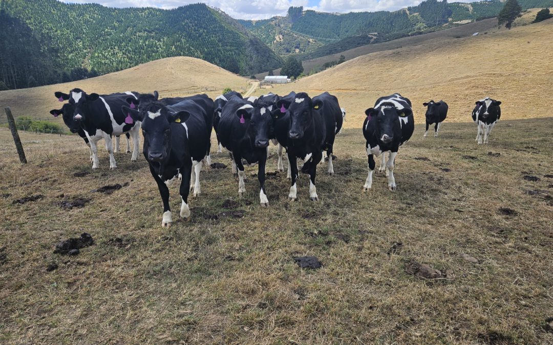 Aaron’s Top Tips for Surviving a Dry Summer